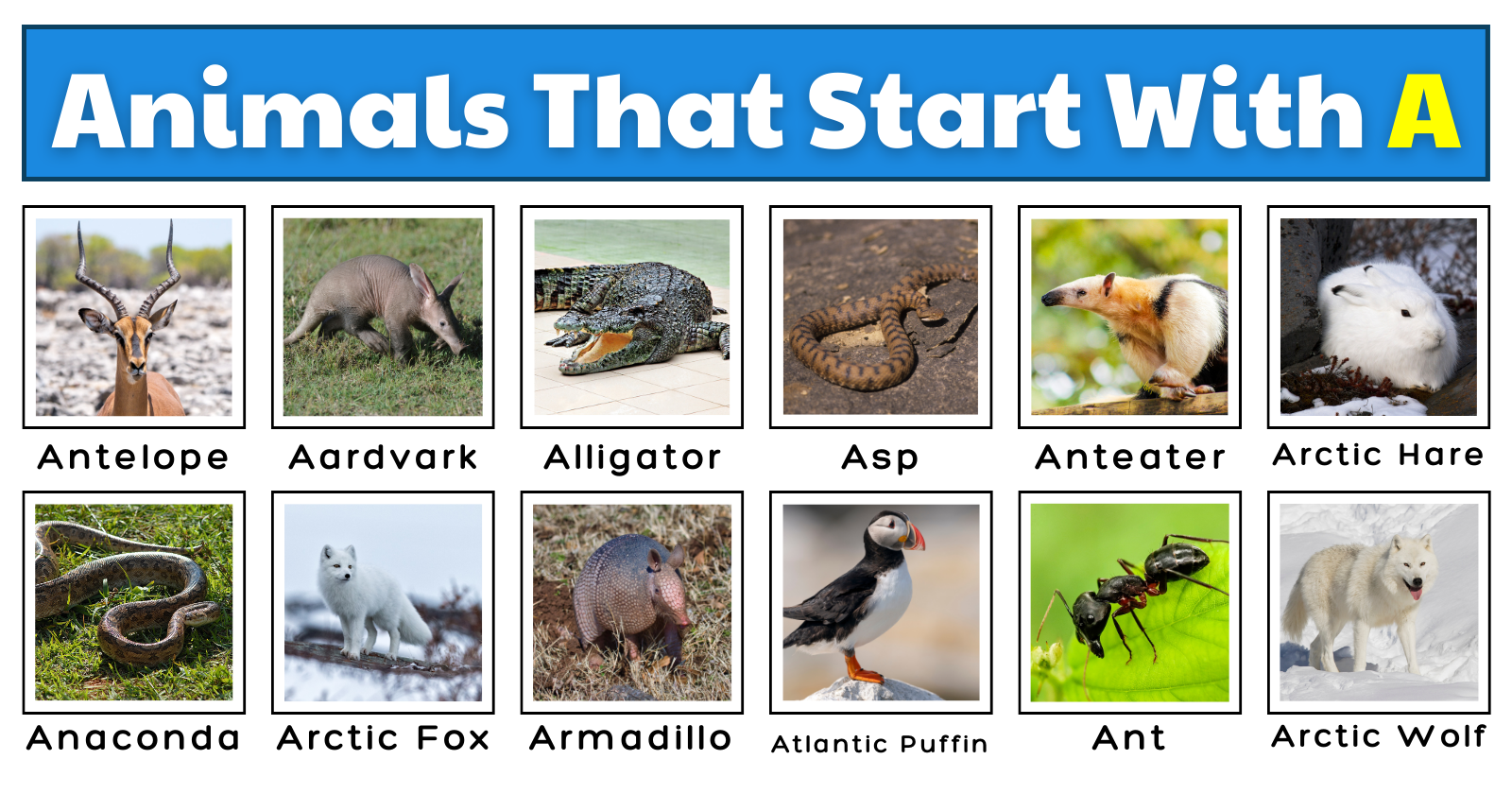 Land Animal Names That Start With A