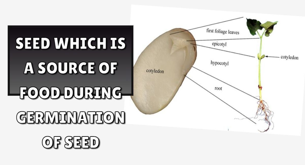 The Part of Seed Which Is a Source of Food During Germination of Seed